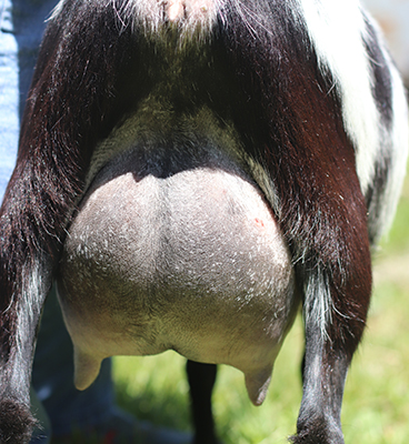 lesperance ahsoka tano